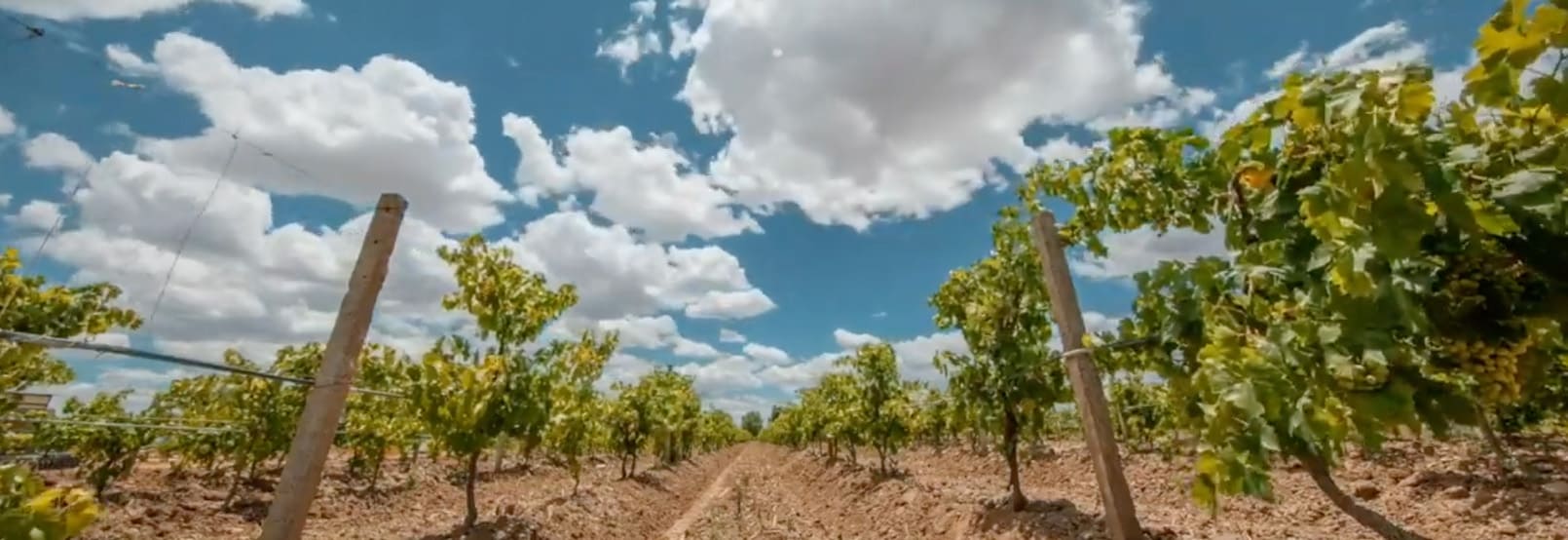 RUTA DEL VINO EN AGUASCALIENTES